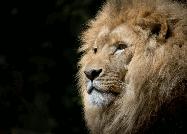 5 Proven Strategies to Build Courageous Leadership